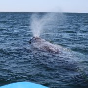 Whales and San Ignacio